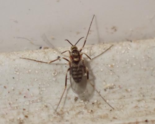 Réf. 337 229 : Lasioptera rubi